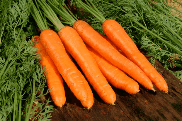 Carrots are a popular folk remedy for the treatment of male potency. 