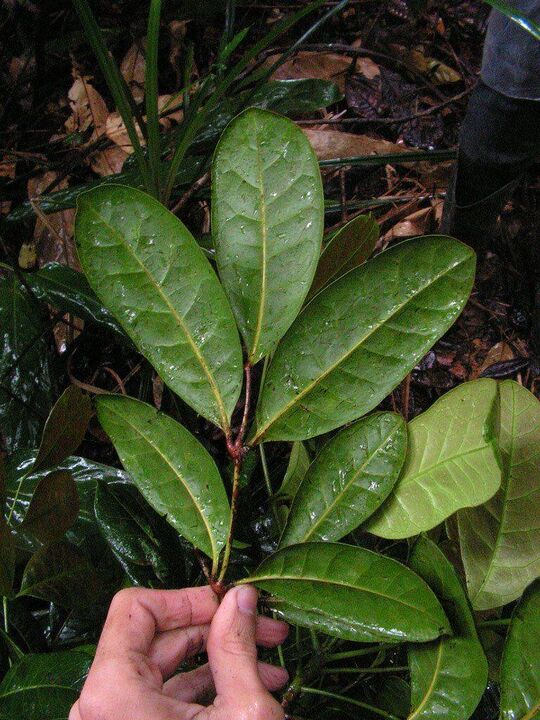 An infusion based on catuaba leaves will increase potency before sex
